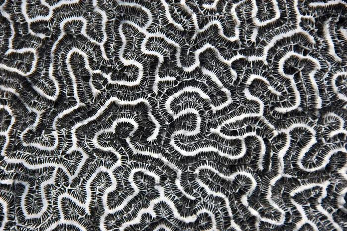 Diploria strigosa化石对称的脑珊瑚（科克本镇成员，上更新世石窟海滩组，114-127 ka；巴哈马圣萨尔瓦多岛科克本镇化石礁）2