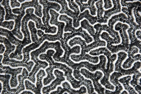 Diploria strigosa化石对称的脑珊瑚(科克本镇成员,上更新世石窟海滩组,114-127 ka;巴哈马圣萨尔瓦多岛科克本镇化石礁)2 Diploria strigosa化石对称的脑珊瑚(科克本镇成员,上更新世石窟海滩组,114-127 ka;巴哈马圣萨尔瓦多岛科克本镇化石礁)2