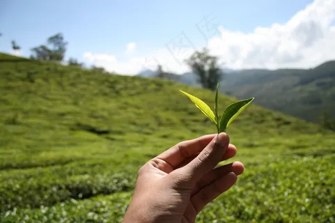 茶叶,茶地,茶叶树,嫩芽,龙脊梯田,采茶叶 茶叶,茶地,茶叶树,嫩芽,龙脊梯田,采茶叶