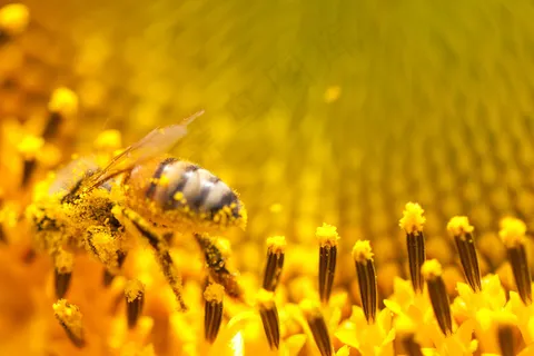 食蚜蝇,食蚜斑腹蝇,蜜蜂,熊蜂,非洲蜂,插入机智蜜蜂授粉花标题