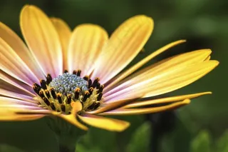 蓝目菊,菊芋,非洲菊,齿叶金光菊,黑心菊,德卡莱
