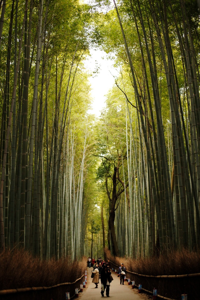 竹林,竹子,自然/人文景观,树,生态林,竹林の小径竹＃1的路径[探索]