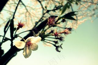 绘画,白梅花,雪中红梅,无锡梅园,白色樱花,樱花