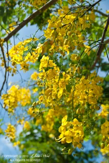 连翅,银杏树,黄花槐,黄花风铃木,金链树,DSC_8669.jpg 连翅,银杏树,黄花槐,黄花风铃木,金链树,DSC_8669.jpg