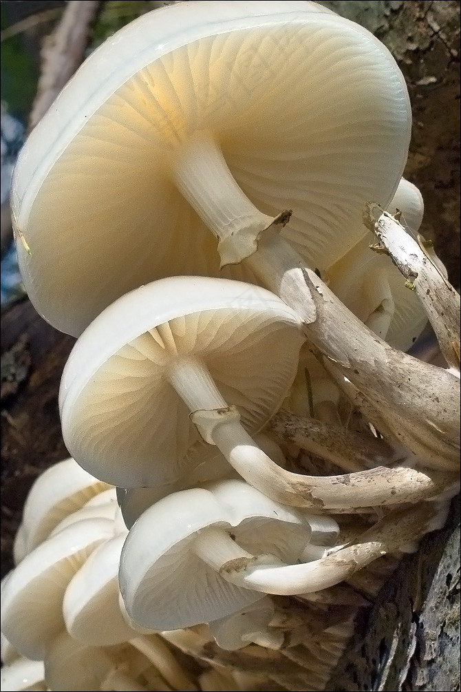 Oudemansiella-mucida_20