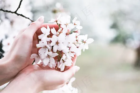 花卉,白色樱花,白樱花,樱花盛开,樱花,樱花#4 花卉,白色樱花,白樱花,樱花盛开,樱花,樱花#4