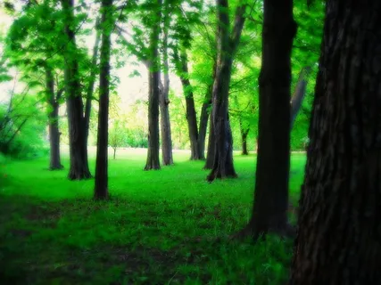 湖泊公园的一个早晨