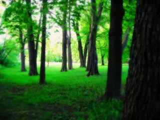 湖泊公园的一个早晨