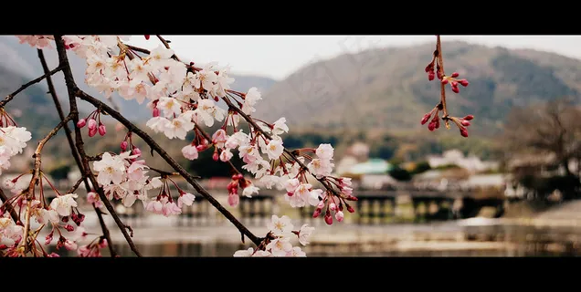 植物,光福梅园,树,,岚山：樱花＆渡月桥