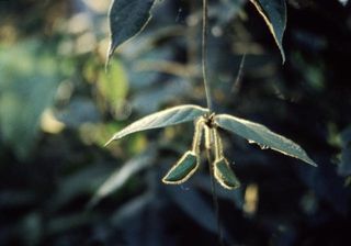 哥伦比亚亚马逊02