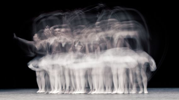 盒水母,淡水水母,管水母目动物,立方水母,床,普利亚德斯