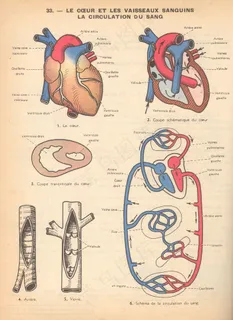 教学图示,经络图,简笔画,绘画,耳穴,科学应用程序p33