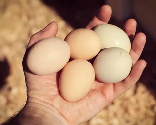 鸡蛋,蛋类,煮鸡蛋,鹅蛋,蛋,后院新鲜