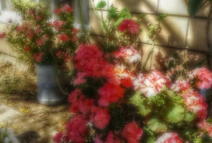 绘画,花篮,丝绢花,油画,花卉,天竺葵