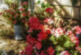 绘画,花篮,丝绢花,油画,花卉,天竺葵