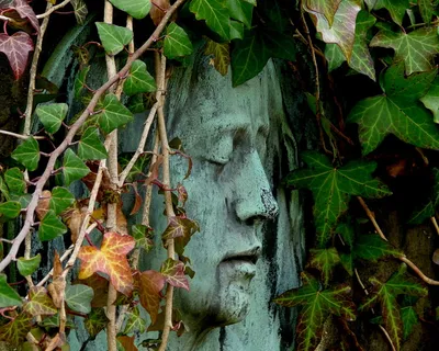 生态林,爬墙虎,爬山虎,树干,篱枫,以后的甜蜜