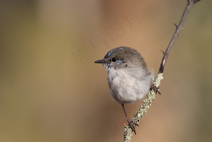 精湛的童话w（Malurus cyaneus）