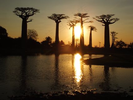 面包树,猴面包树,波巴布树,吸顶灯,天空,猴面包树大道日落