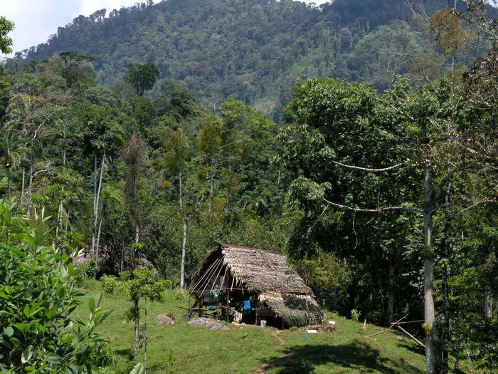 生态林,山峦,自然公园,树,茶地,Casasindígenas（Ngöbe-Buglé）-原住民房屋；*（*）Bocas del Toro