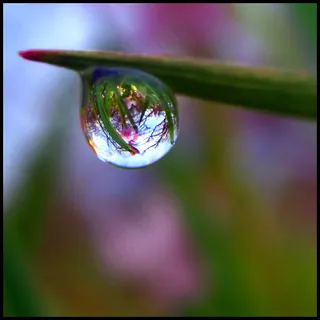 晨露,雨珠,模糊图片,商品标签,文字图片,露珠中的Garry Oak生态系统