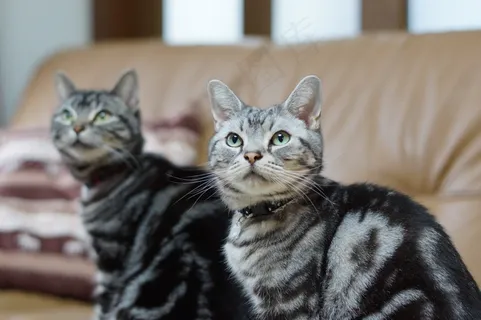 猫#419 猫#419