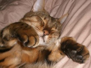 尼基塔特写，睡觉