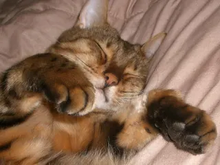 尼基塔特写，睡觉