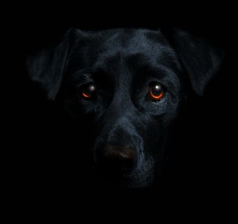 拉不拉多,拉不拉多犬,意大利卡斯罗犬,黑豹,拉布拉多犬,黑狗