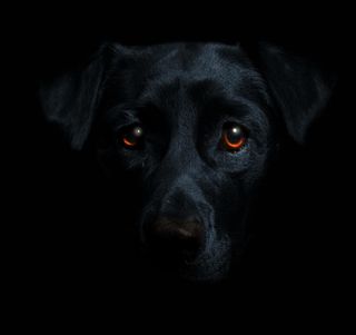 拉不拉多,拉不拉多犬,意大利卡斯罗犬,黑豹,拉布拉多犬,黑狗