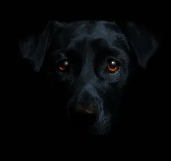 拉不拉多,拉不拉多犬,意大利卡斯罗犬,黑豹,拉布拉多犬,黑狗 拉不拉多,拉不拉多犬,意大利卡斯罗犬,黑豹,拉布拉多犬,黑狗