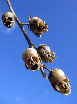 鸟类,吊坠,工艺品,小蜗牛,小蜜蜂,头骨状金鱼草种子胶囊