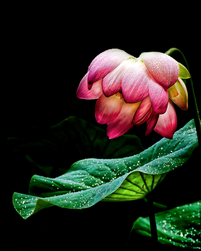 神圣莲花-Nelumbo nucifera