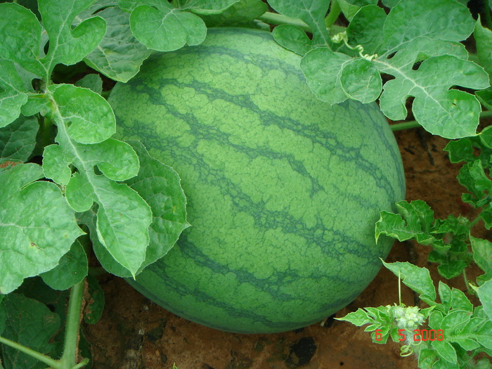 西瓜,石莱西瓜,地雷瓜,盆栽植物,西瓜叶子,Citrullus lanatus（大喇叭。）Matsum。 ＆中井