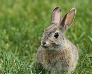 哺乳类,鸟类,兔豚鼠,蒙古兔,东北兔,停车场兔子