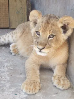 狮子,狮虎兽,玩具,小狗,脊椎动物,美人 狮子,狮虎兽,玩具,小狗,脊椎动物,美人