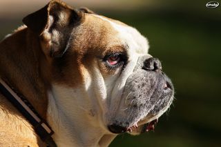 牛头梗,法兰西斗牛犬,拳师犬,英国斗牛犬,美国斗牛犬,斗牛犬