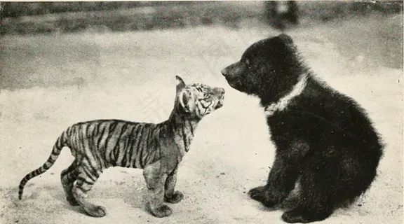 图片来自“野兽的婴儿期”（1917年）第140页