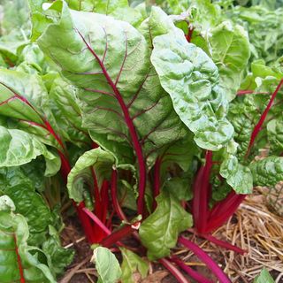 甜菜,食用大黄,盆栽植物,菠菜,甜菜叶,瑞士甜菜