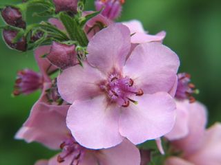 花卉,二月兰,二月蓝,桃花盛开,百日红,春天的礼物