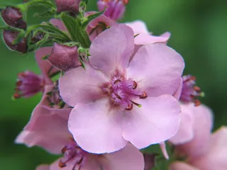 花卉,二月兰,二月蓝,桃花盛开,百日红,春天的礼物