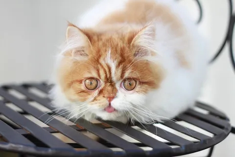 异国短毛猫MAROエキゾチックショートヘア