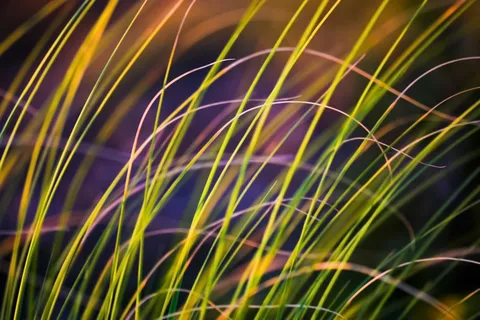 电线,背景,鸟类,笼子,背景素材,新年快乐