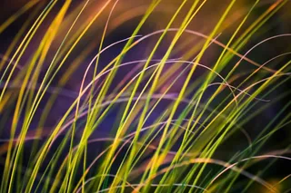 电线,背景,鸟类,笼子,背景素材,新年快乐