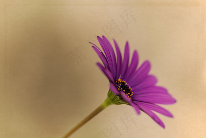 花卉,蓝目菊,菊花,大波斯菊,非洲菊,礼品