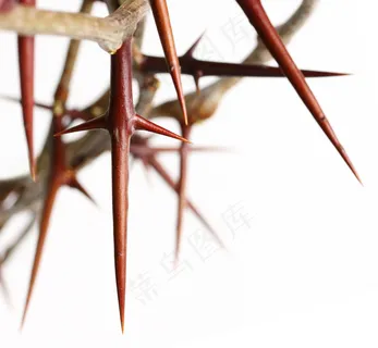 十字架在荆棘王冠