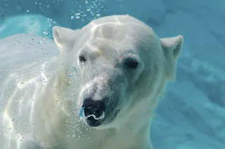 北极熊,熊,鸟类,阿根廷杜高犬,海豹,幸运的一天