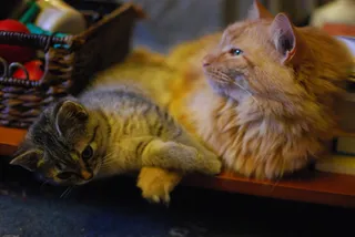 猫,狸花猫,美国短毛猫,异国短毛猫,苏格兰折耳猫,常春藤+摩根