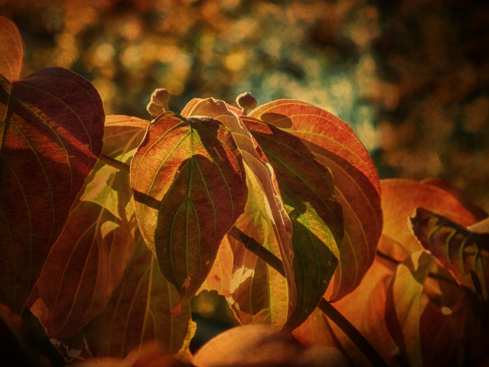 植物,花卉,油画,盆栽植物,卡通动漫人物,山茱wood秋天