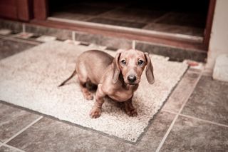 香肠狗[365-第32天]