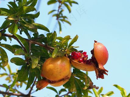 石榴树,石榴,柿子,蒙自石榴,石榴园,Sumphoneo Tou Kore